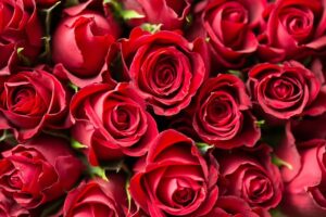 Rote Rosen