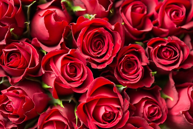 Rote Rosen